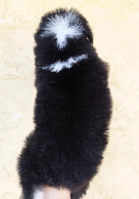 male noir tricolore queue courte