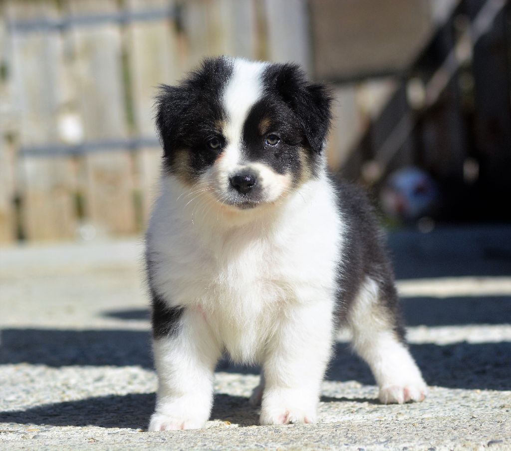 au coeur du verdon - Berger Australien - Portée née le 21/01/2017